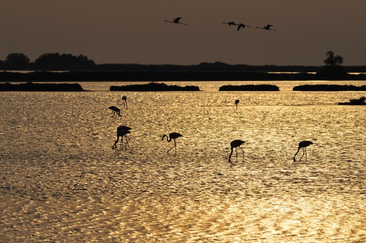 flamant rose