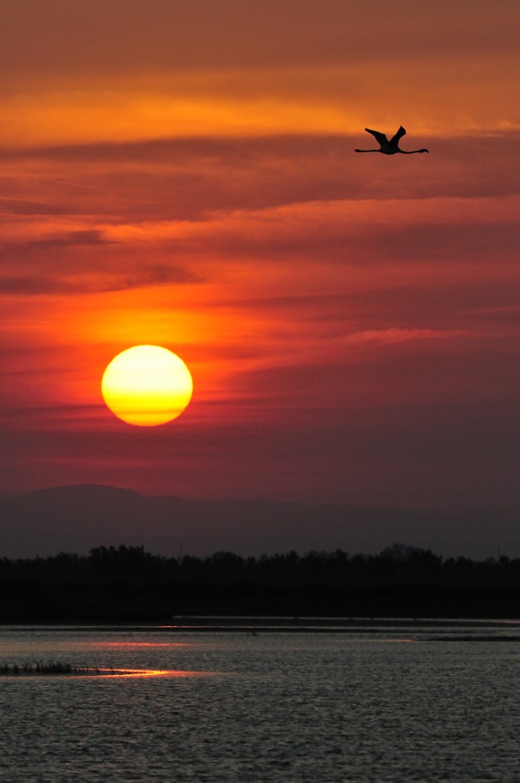 flamant rose