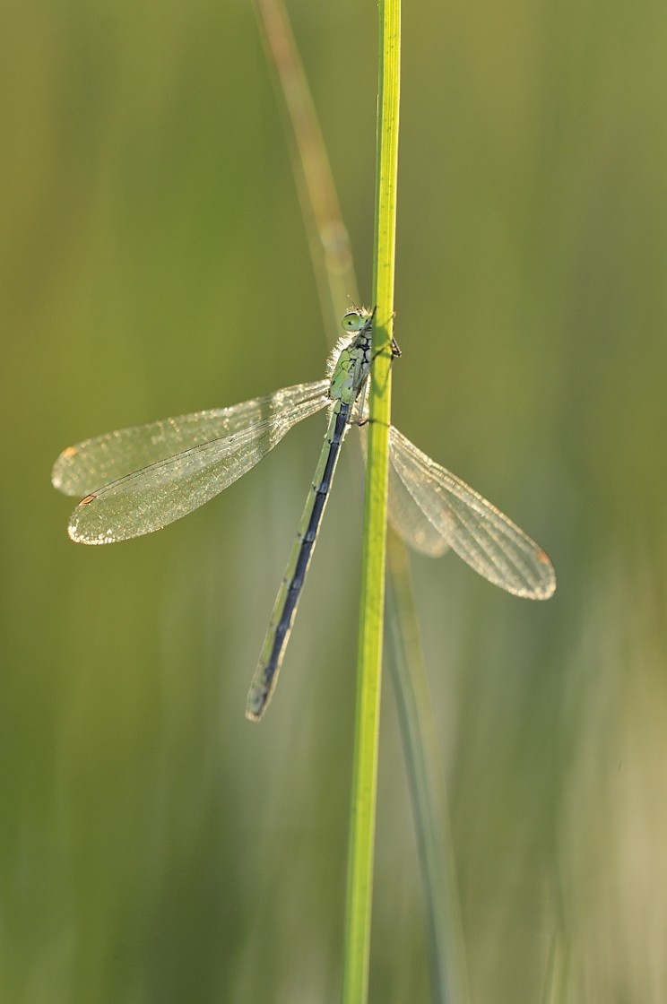 agrion