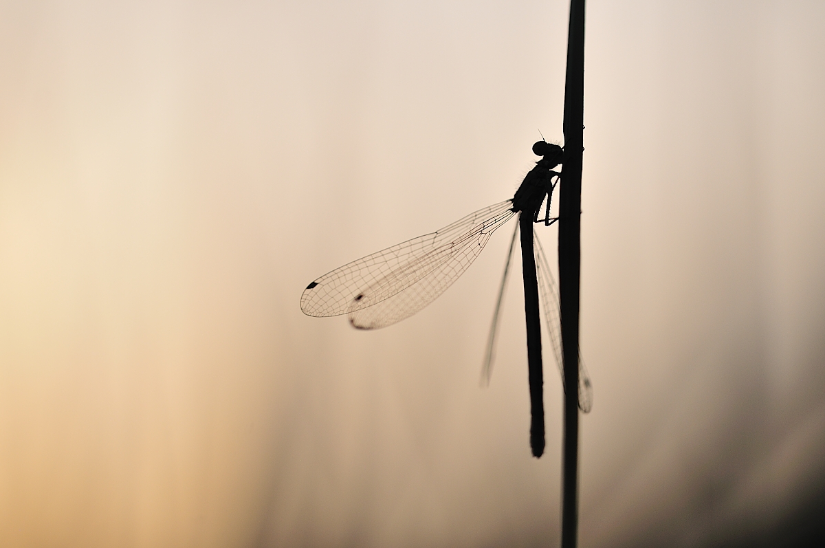 agrion