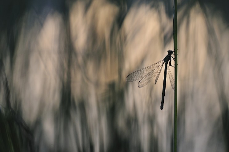 agrion