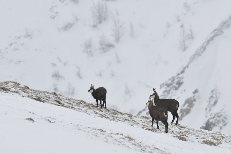 chamois