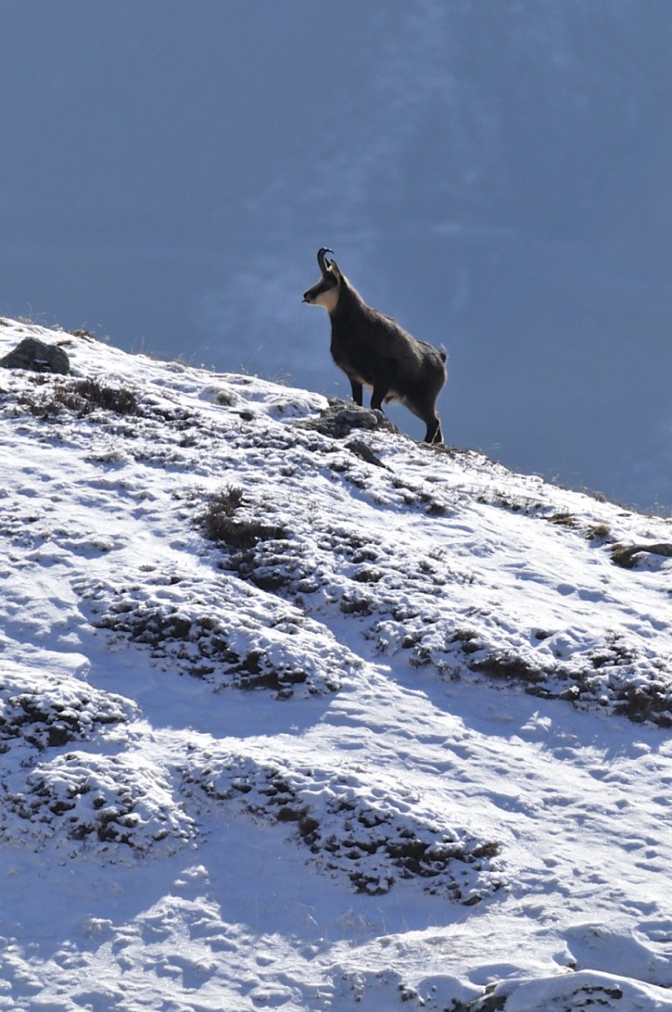 chamois