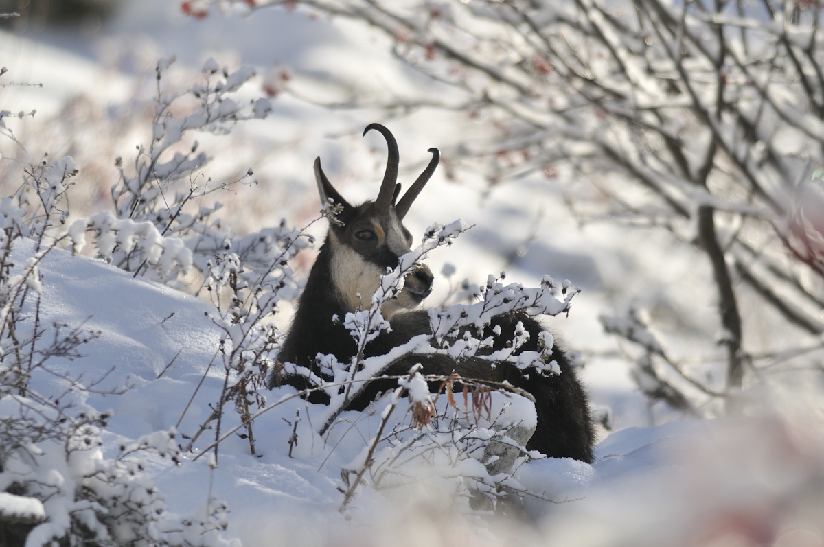 chamois