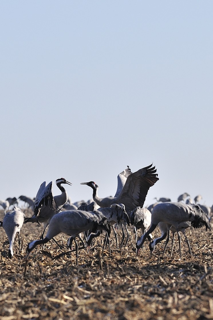 grues cendrées