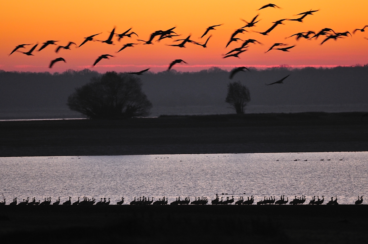 grues cendrées