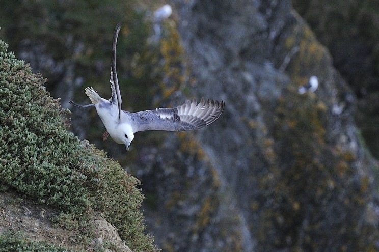 fulmar boreal