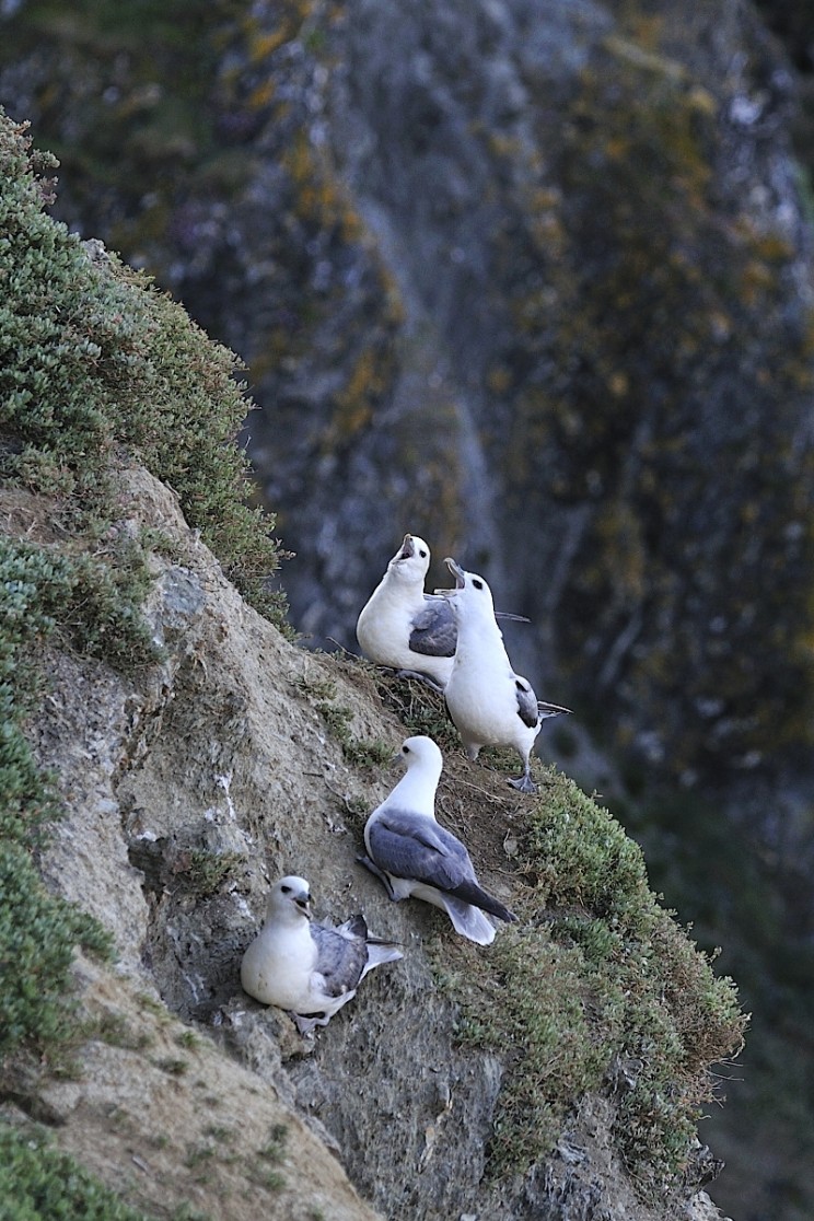 fulmar boreal Belle île