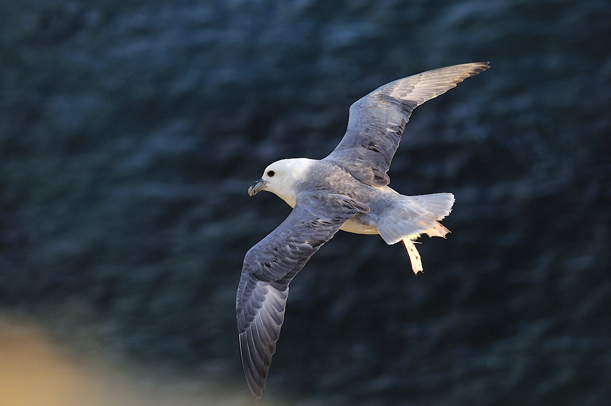 fulmar boreal à Belle île