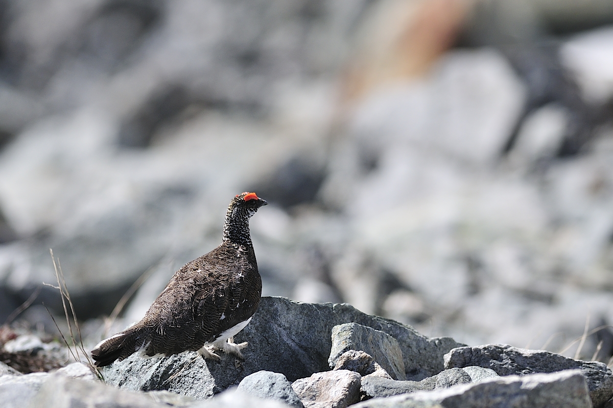 lagopede alpin coq