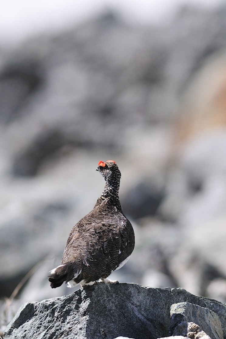 lagopede alpin coq