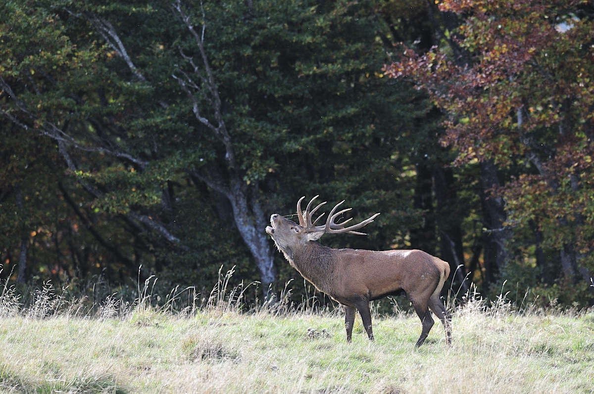 cerf élaphe