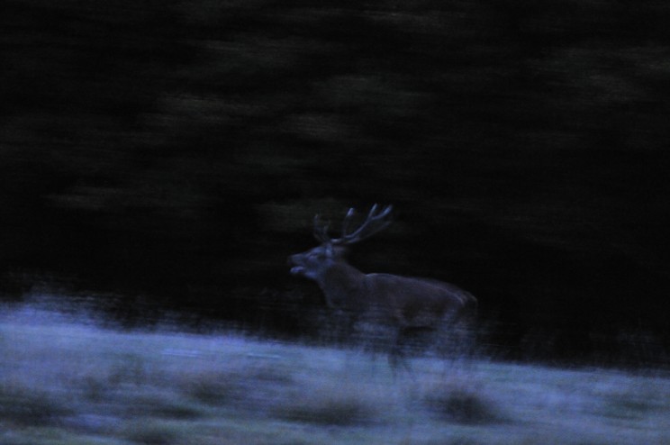 cerf élaphe