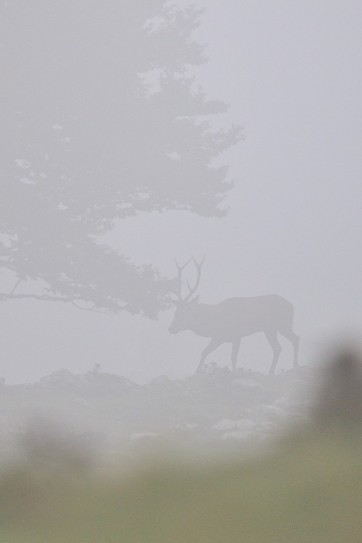 cerf élaphe