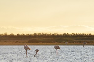_AAA3261          