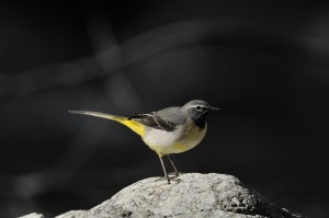bergeronnette des ruisseaux