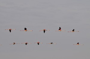 _DSC5893                  