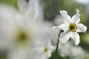 dans la prairie