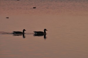 _DSC8239 